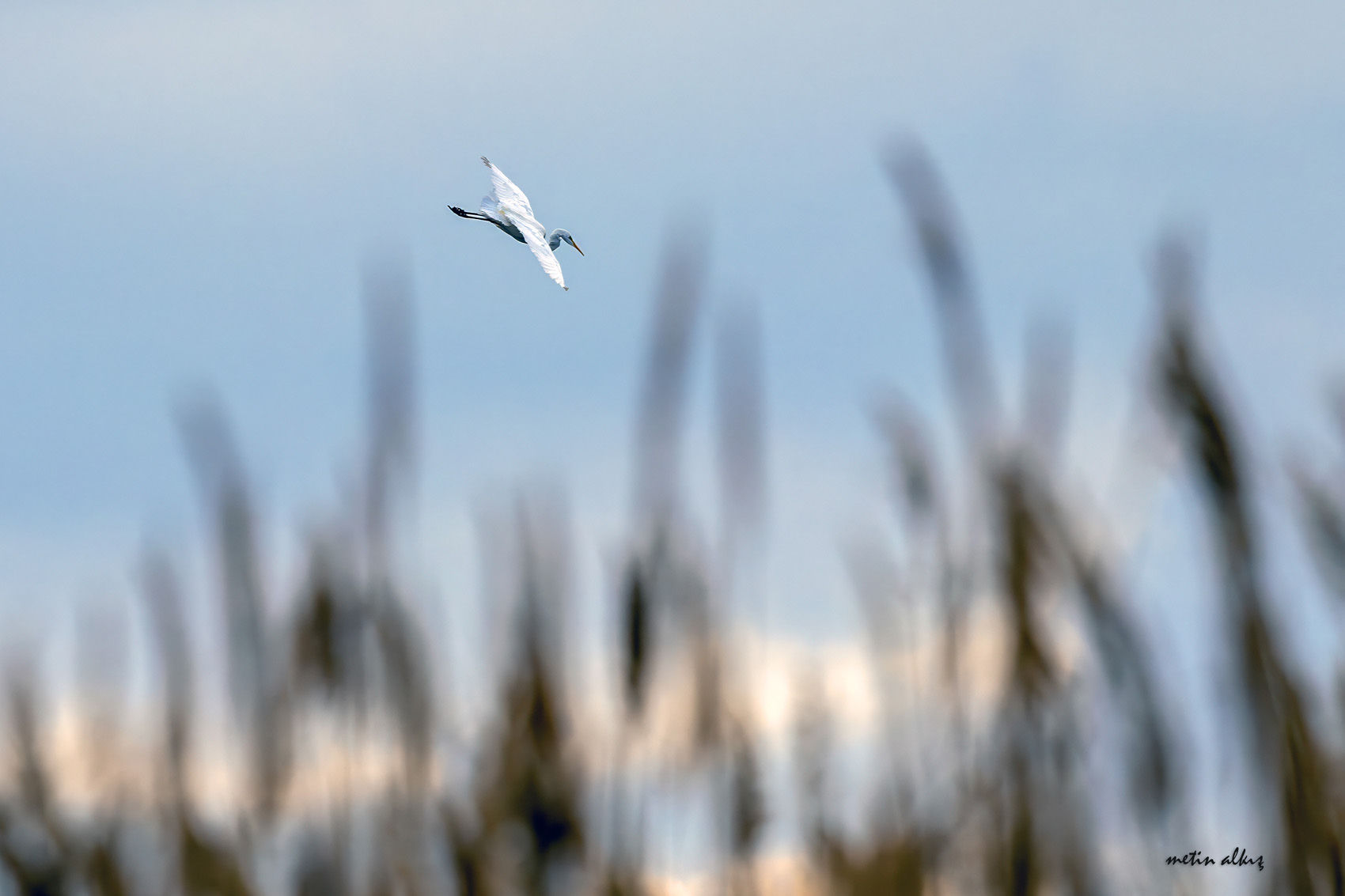 Great Egret